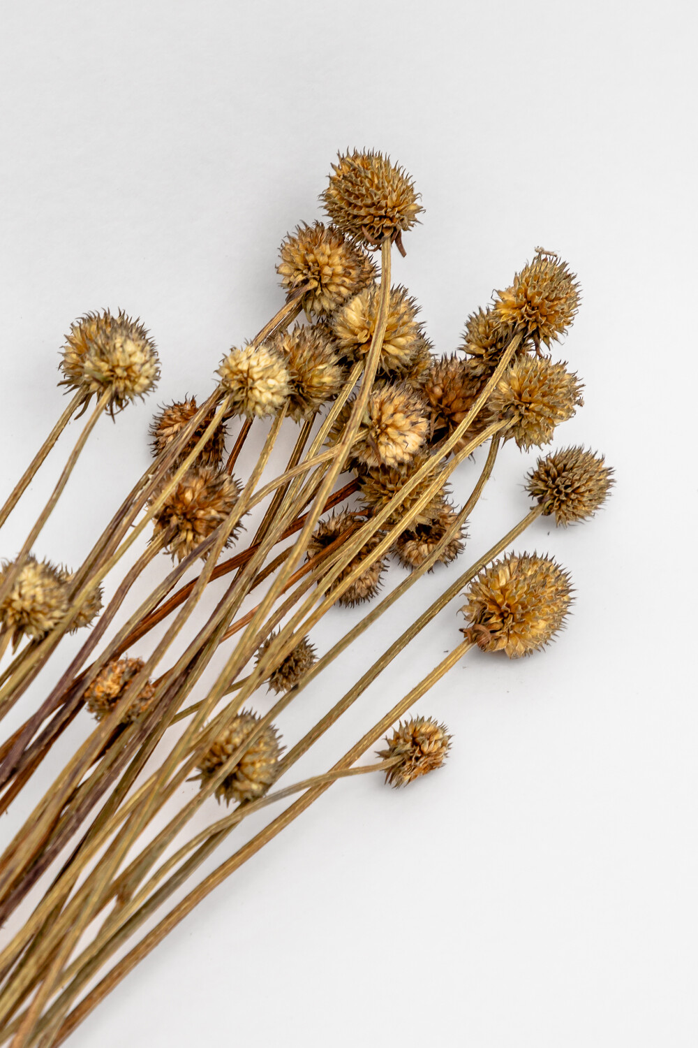 Deco Floral Flores Secas Color Unico