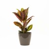 CROTON M CON PORTAMACETA PLASTICO TAUPE BRILLO