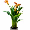 CALAS NARANJA EN MACETA CERAMICA GRIS