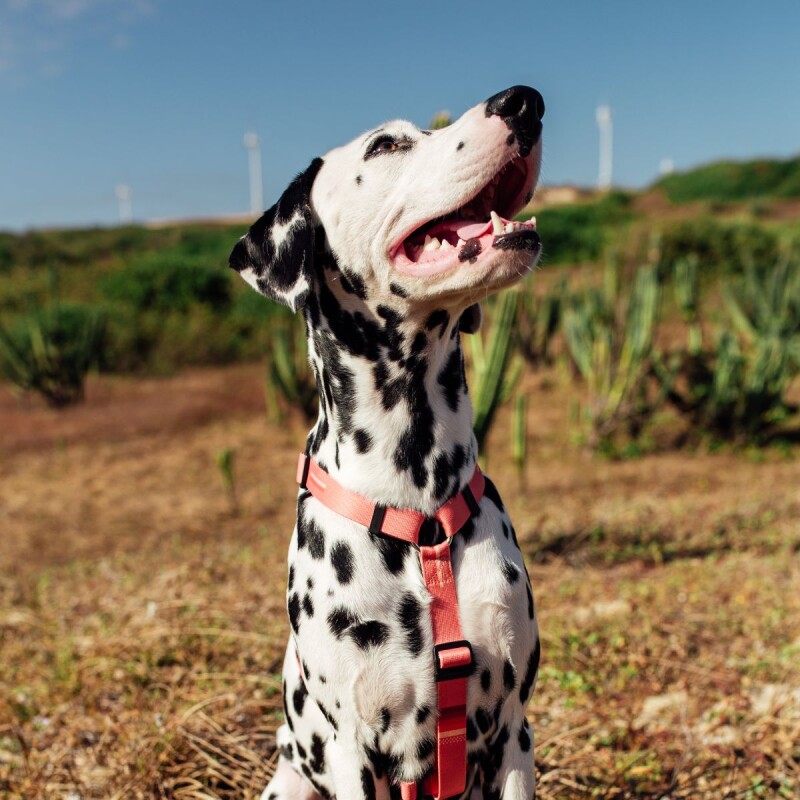 Arnes H de paseo Cachorreiros Coral Talle S/P