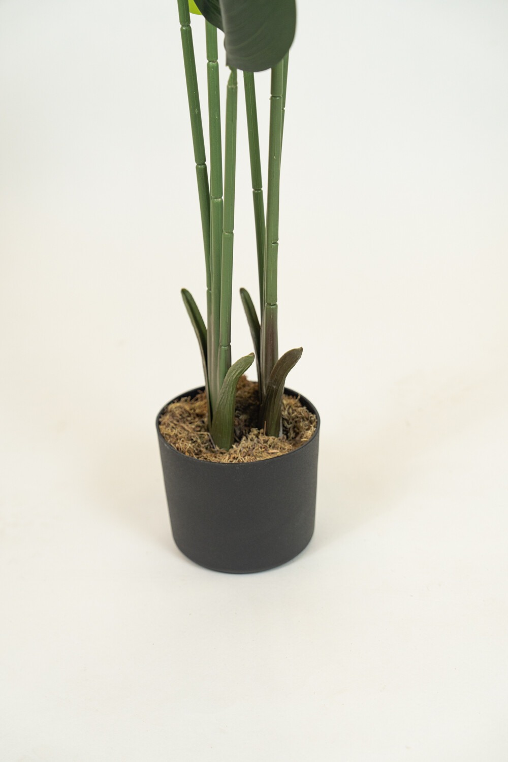 Planta Plátano Color Unico