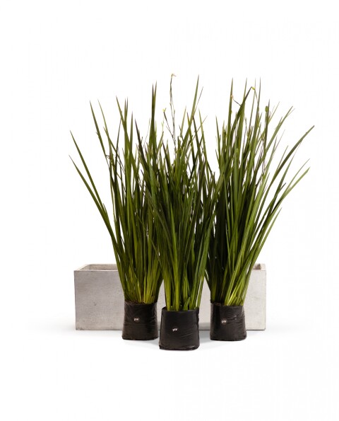 KIT Jardinera "Gris laca" 1m* 30cm* 30cm* con Dietes, Sustratos y Cubresuelo