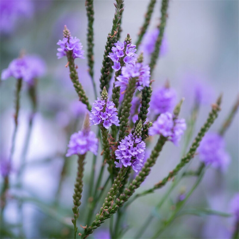 Vela Aromatica de Soja Marchand Verbena & Limon