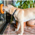 Plato Alfombra Lamer Anti Ansiedad Estres Comida Perro Gato Variante Color Naranja