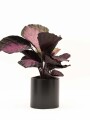 CALATHEA CON MACETA CERAMICA NEGRA