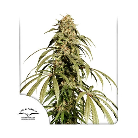 ICE CREAM HAZE ICE CREAM HAZE