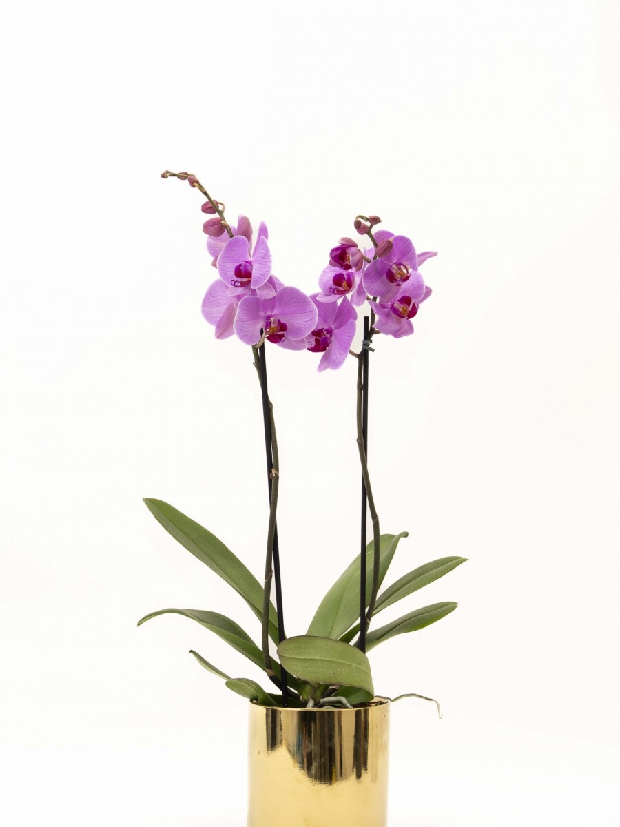 ORQUIDEA CON MACETA MINIMALISTA DORADA