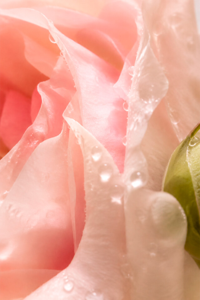 Perfume Lolita Bloom color unico