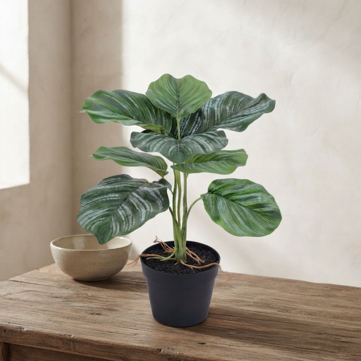 Planta Calathea Con Maceta 