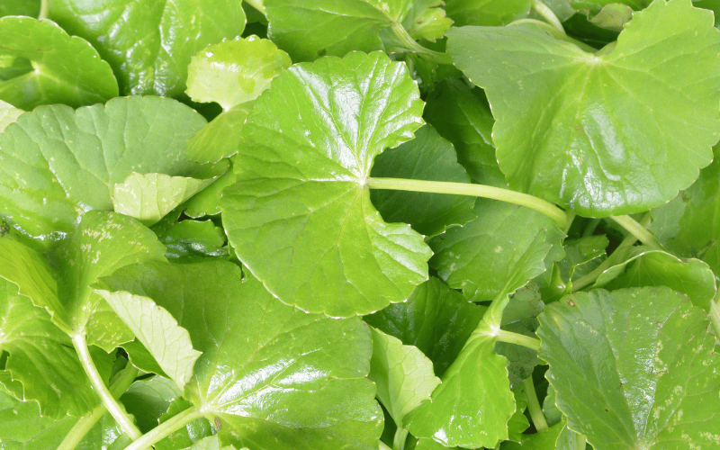 Centella Asiática: el ingrediente natural estrella para la piel, la celulitis y el rendimiento deportivo.