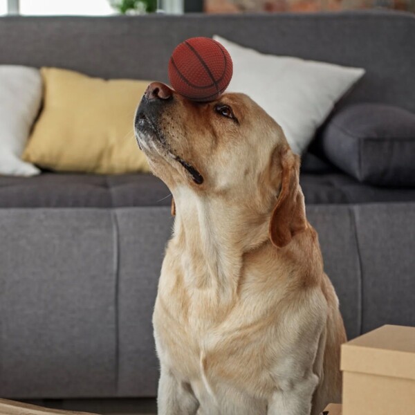 Juguete Perro Gato Pelota Mascota Basquet Masticable Chifle Variante Color Marron