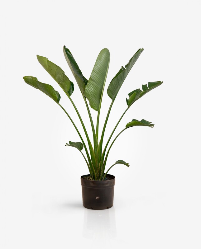 Strelitzia Nicolai XL - H: 1.8m