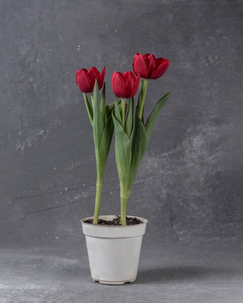 Plata de Tulipanes Plata de Tulipanes