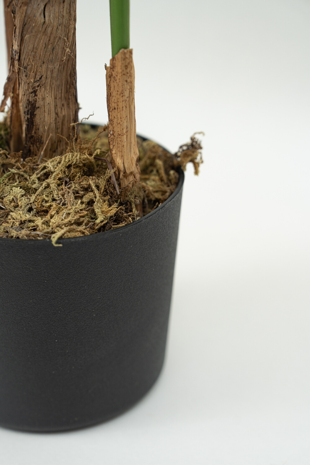 Planta Palmera Color Unico