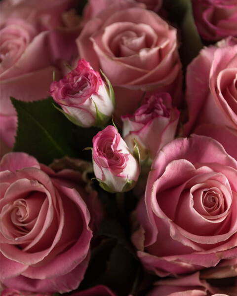 Arreglo de 50 rosas naturales en box gigante Arreglo de 50 rosas naturales en box gigante