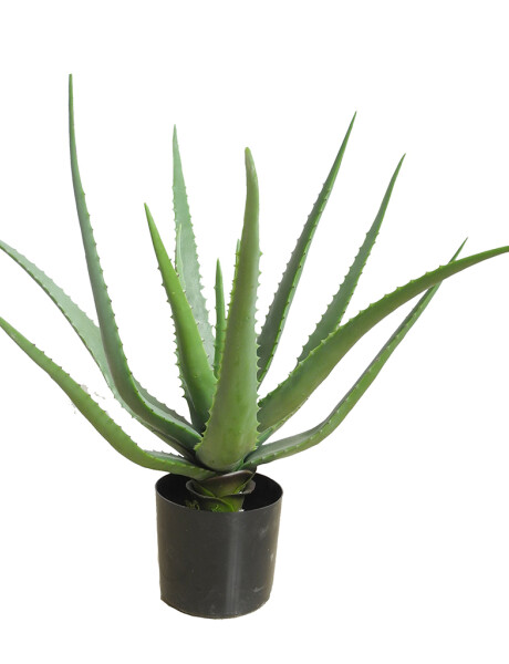 PLANTA ALOE VERA 50CM 14 HOJAS MACETA PLANTA ALOE VERA 50CM 14 HOJAS MACETA