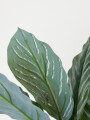 Planta Aglaonema 40cm Color Unico