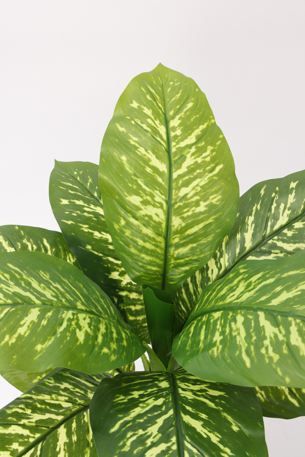 Planta Galatea 100cm Color Unico