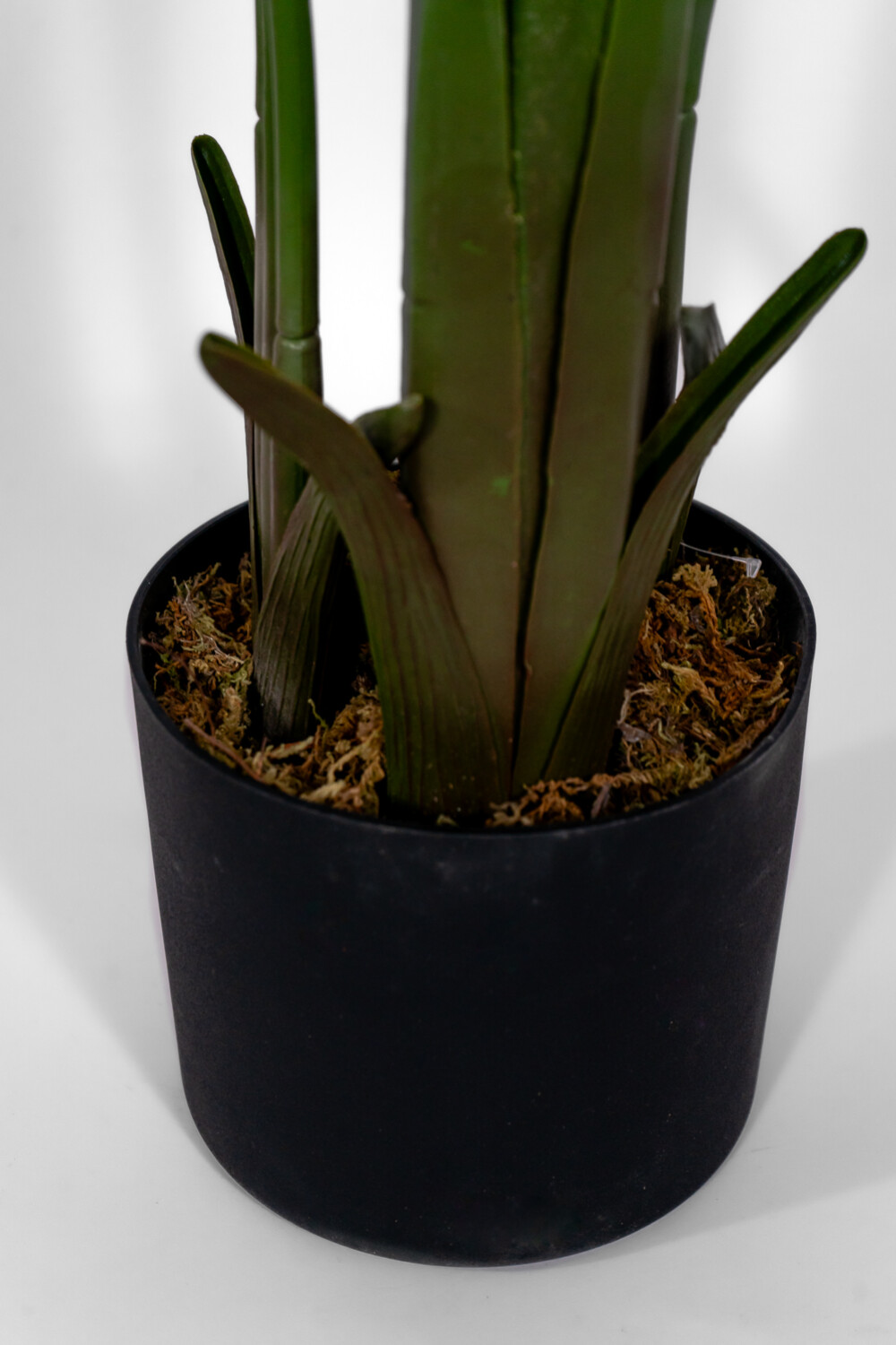 Planta Platano 160cm Color Unico