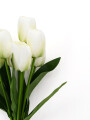 TULIPANES BLANCOS BLANCO