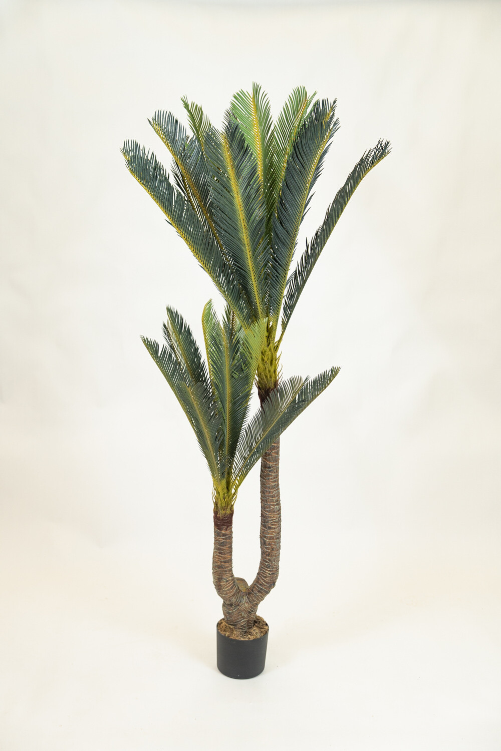 Planta Cycas Revoluta Color Unico