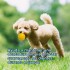 PELOTA MACIZA PARA PERROS 8.5 CM PELOTA MACIZA PARA PERROS 8.5 CM