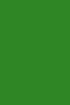 Mono Acacia Verde
