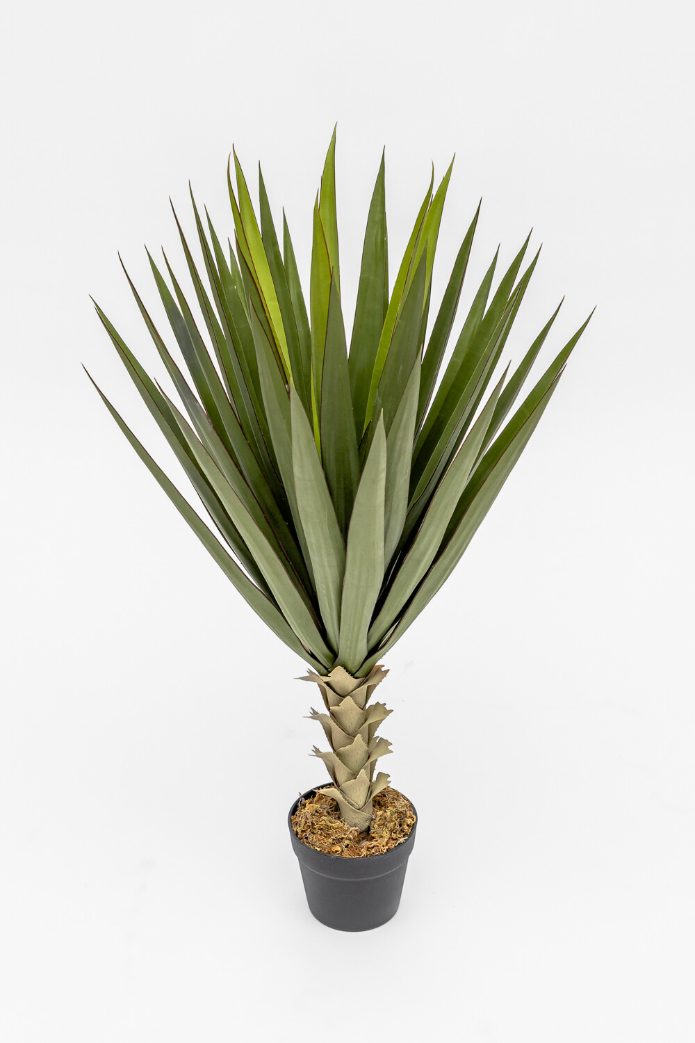 Planta Agave Color Unico