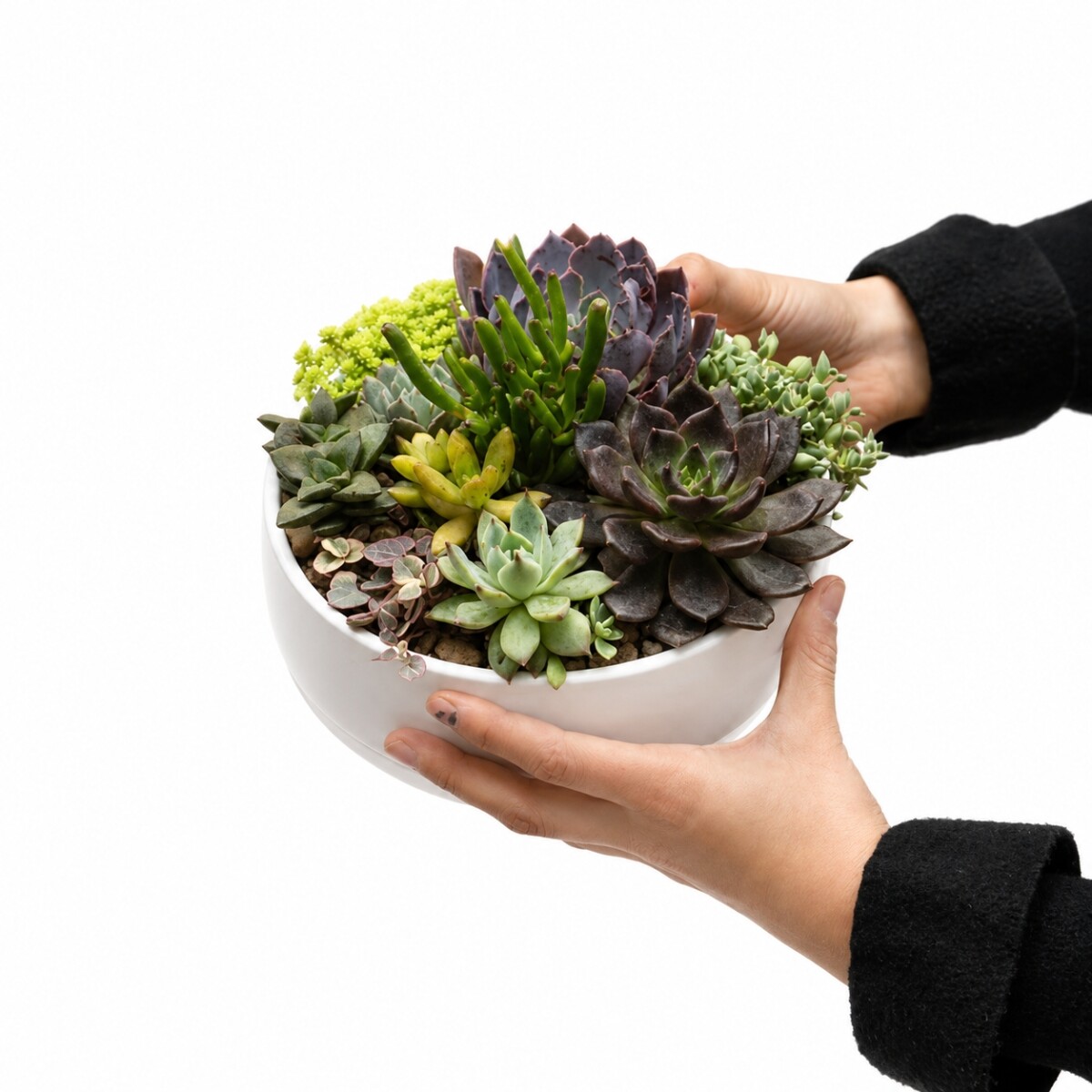 PAILA CERAMICA CON SUCULENTAS (TERRARIO) - BLANCO 