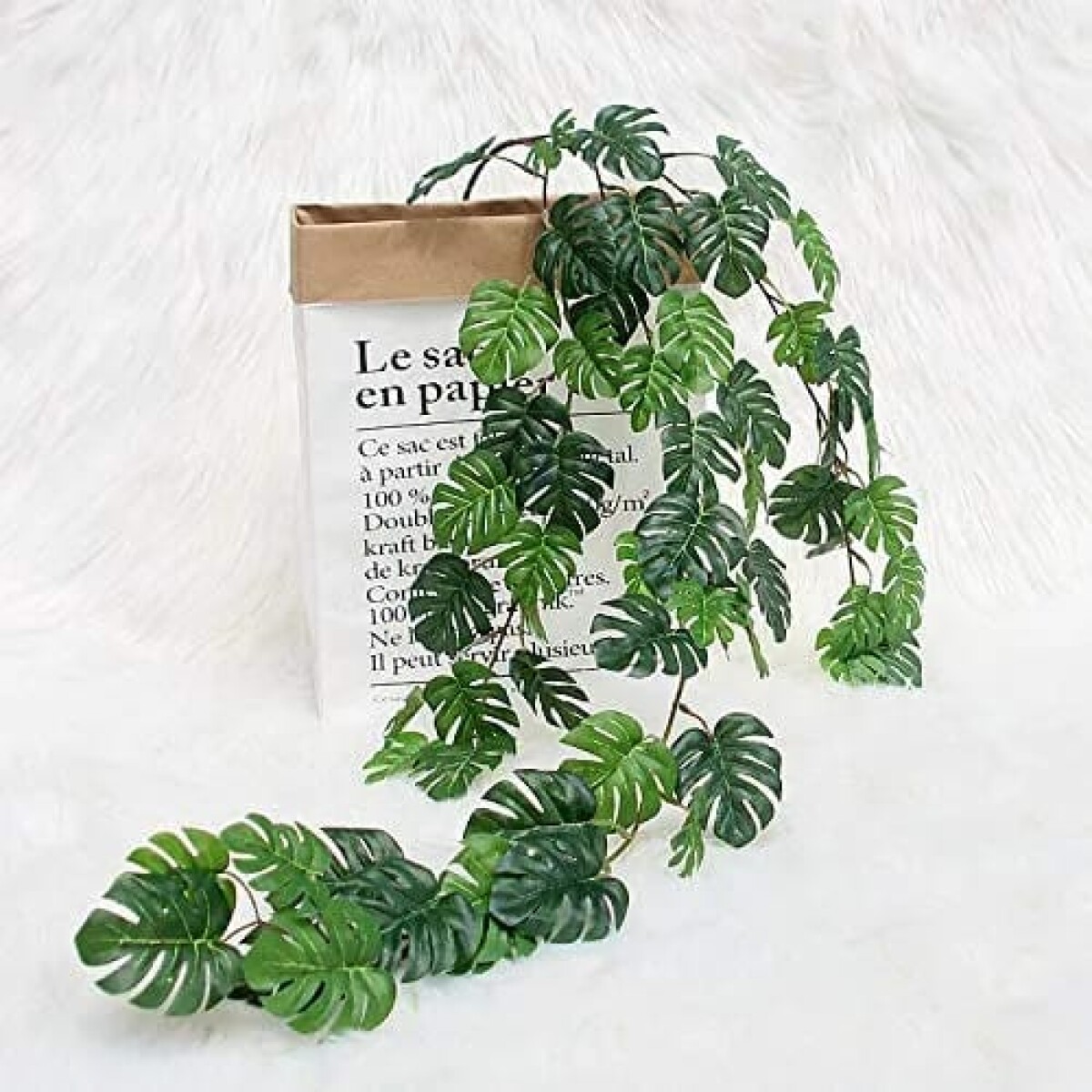Guía de Hojas Monstera 