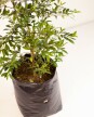 Arbusto Eugenia M - H: 1.2m