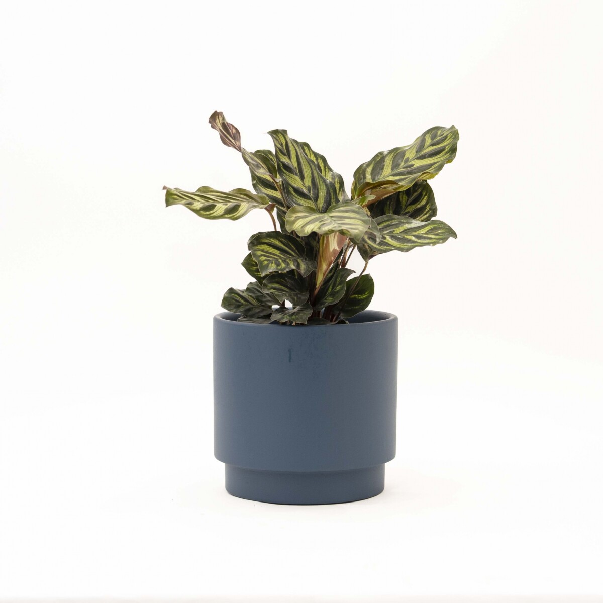 CALATHEA - CON MACETA CERAMICA AZUL 