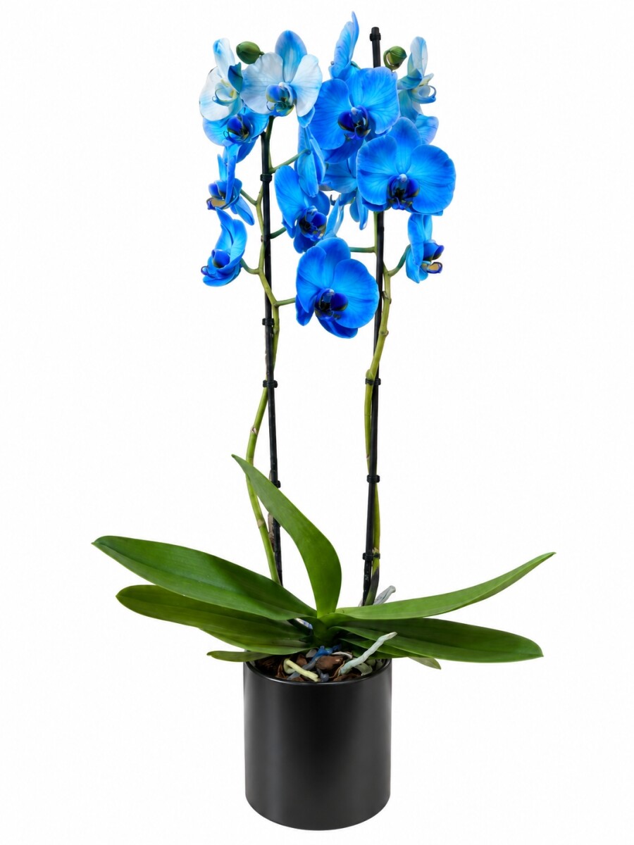 ORQUIDEA AZUL CON MACETA NEGRA