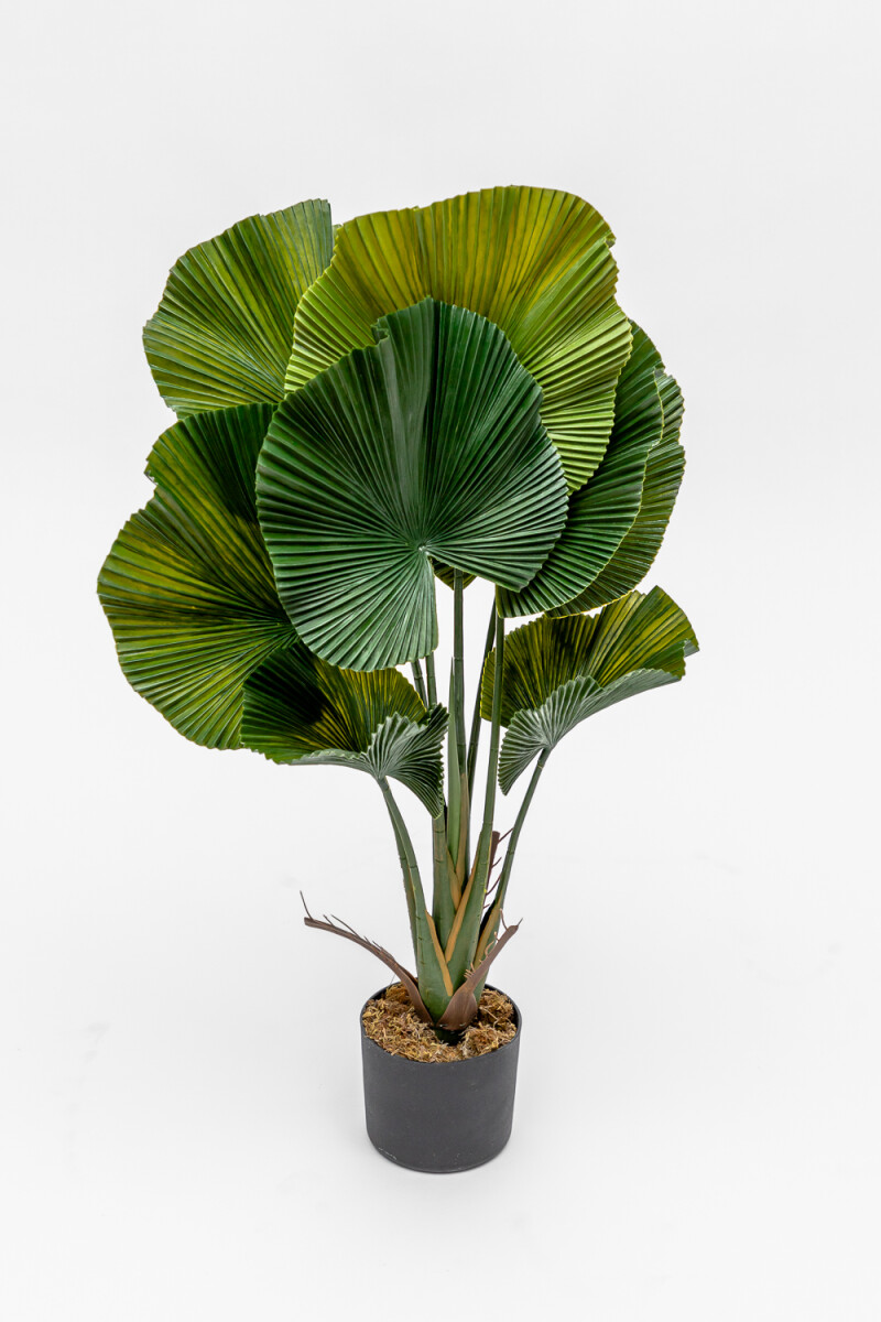 Planta Palmito De Jardín - Color Unico 