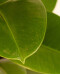 Ficus Elástica "Gomero" Verde - H: 60cm