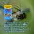 ALIMENTO PARA TORTUGAS ACUÁTICAS Y SEMIACUÁTICAS BIOREPT 30GR ALIMENTO PARA TORTUGAS ACUÁTICAS Y SEMIACUÁTICAS BIOREPT 30GR