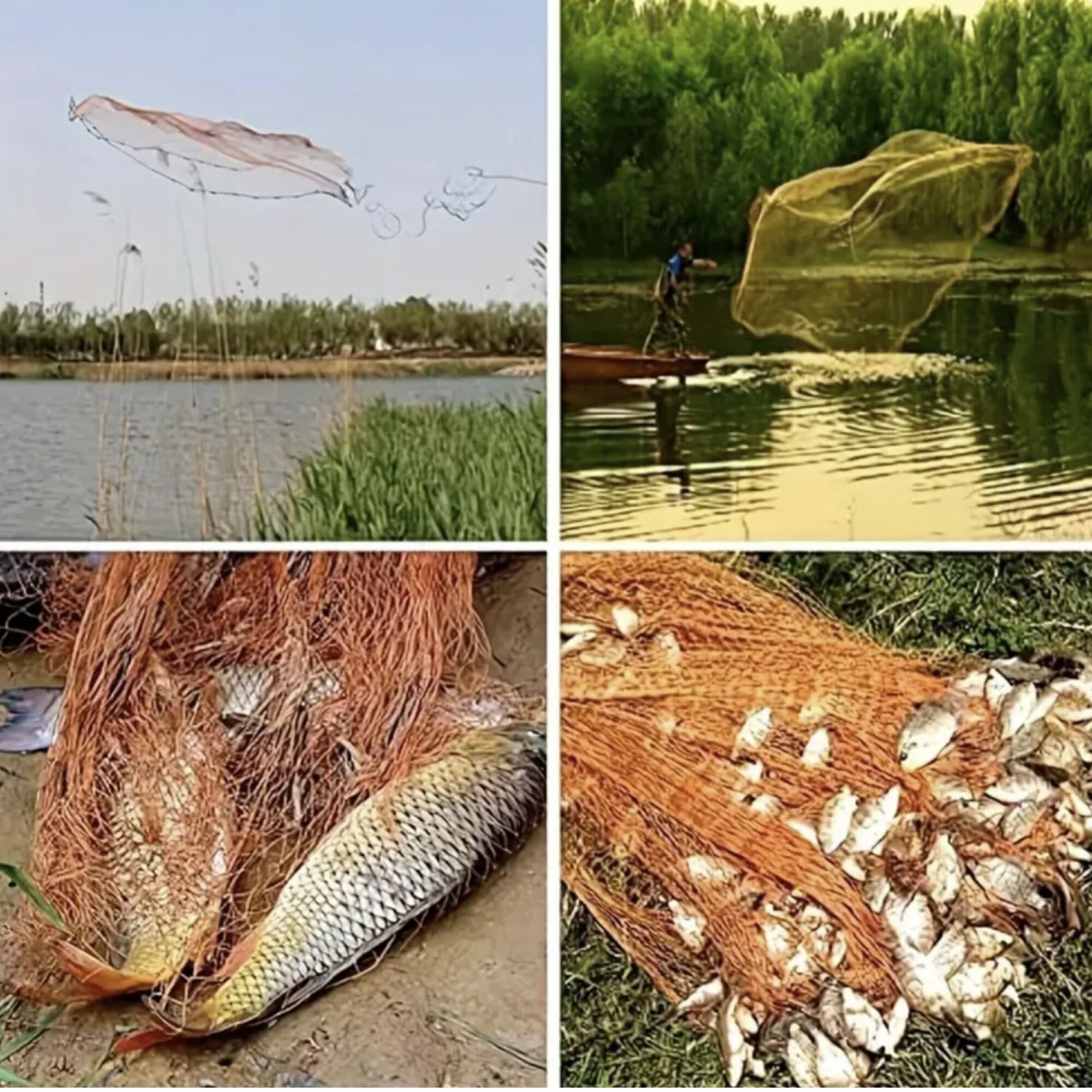 Tarraya Red de Pesca con Aro de hilo 6 Mts diámetro 3mts Altura ...