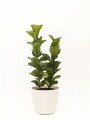 FICUS LYRATA 2 RAMAS CON PORTAMACETA PLASTICO COLOR BLANCO MATE