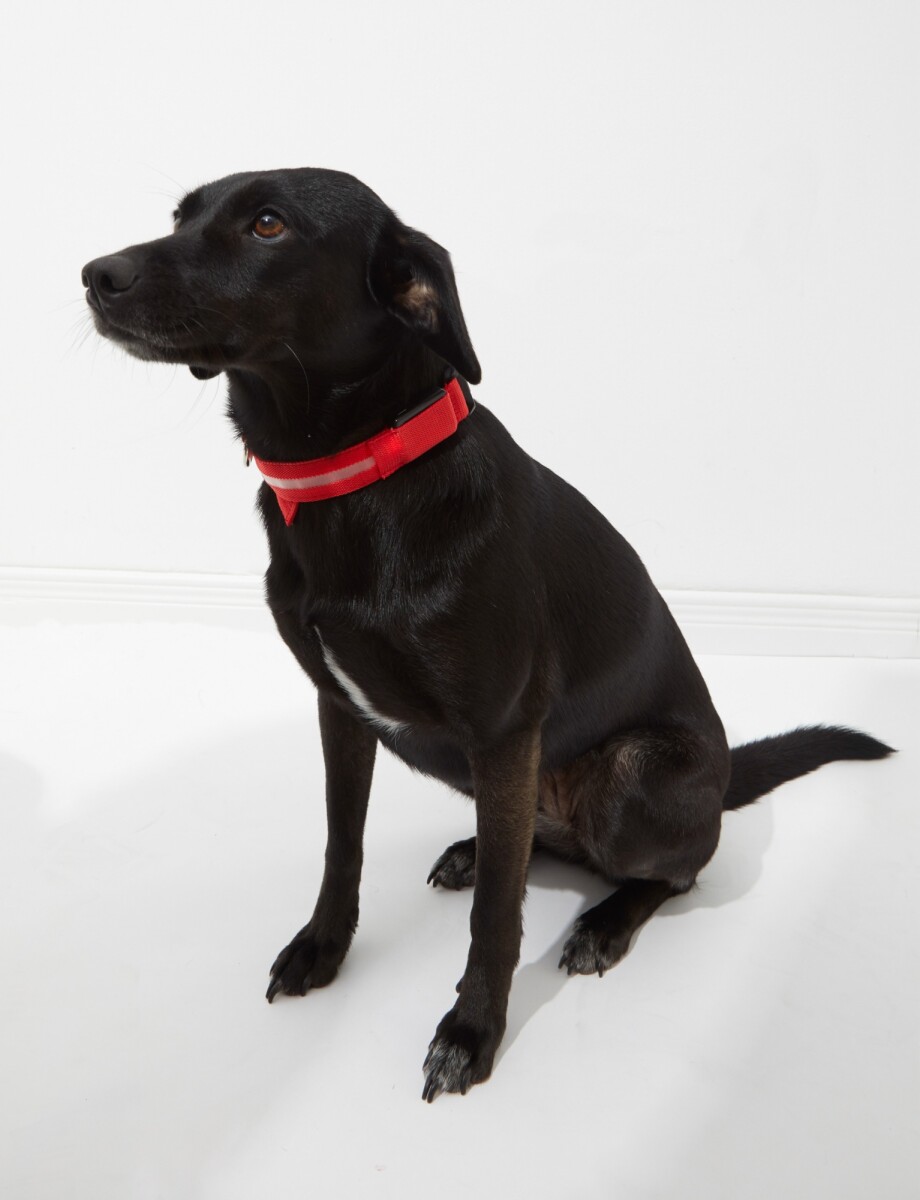 Collar con luz LED recargable - rojo 