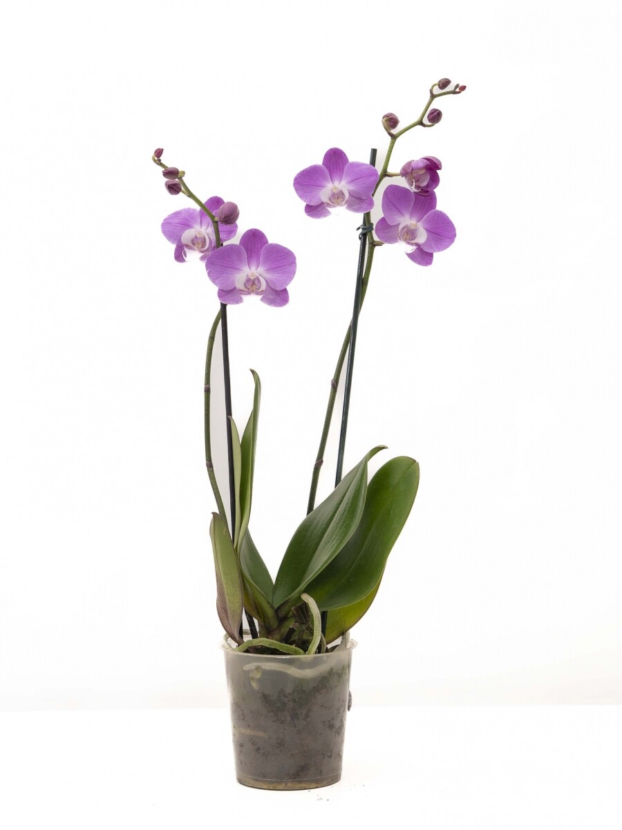 ORQUÍDEA PHALAENOPSIS VARAS RECTAS ORQUÍDEA PHALAENOPSIS VARAS RECTAS