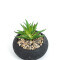 Planta Quovi Estampado 3