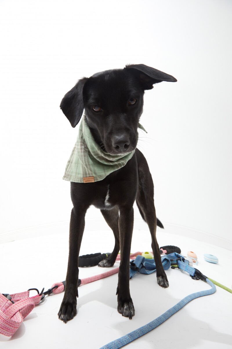 Bandana escocesa mascota - verde 