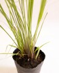 Paspalum Haumanii M - H: 90cm