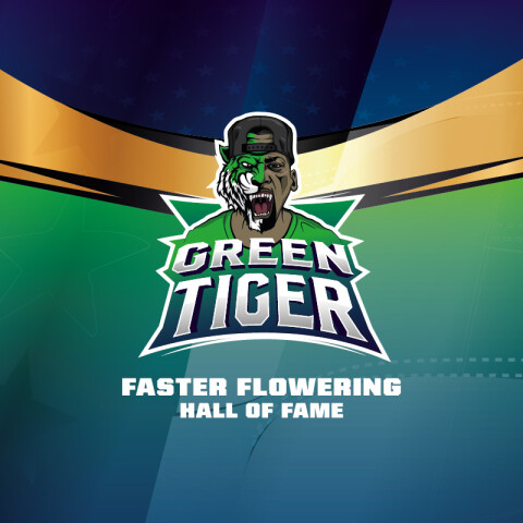 FF - GREEN TIGER X2 UNIDADES