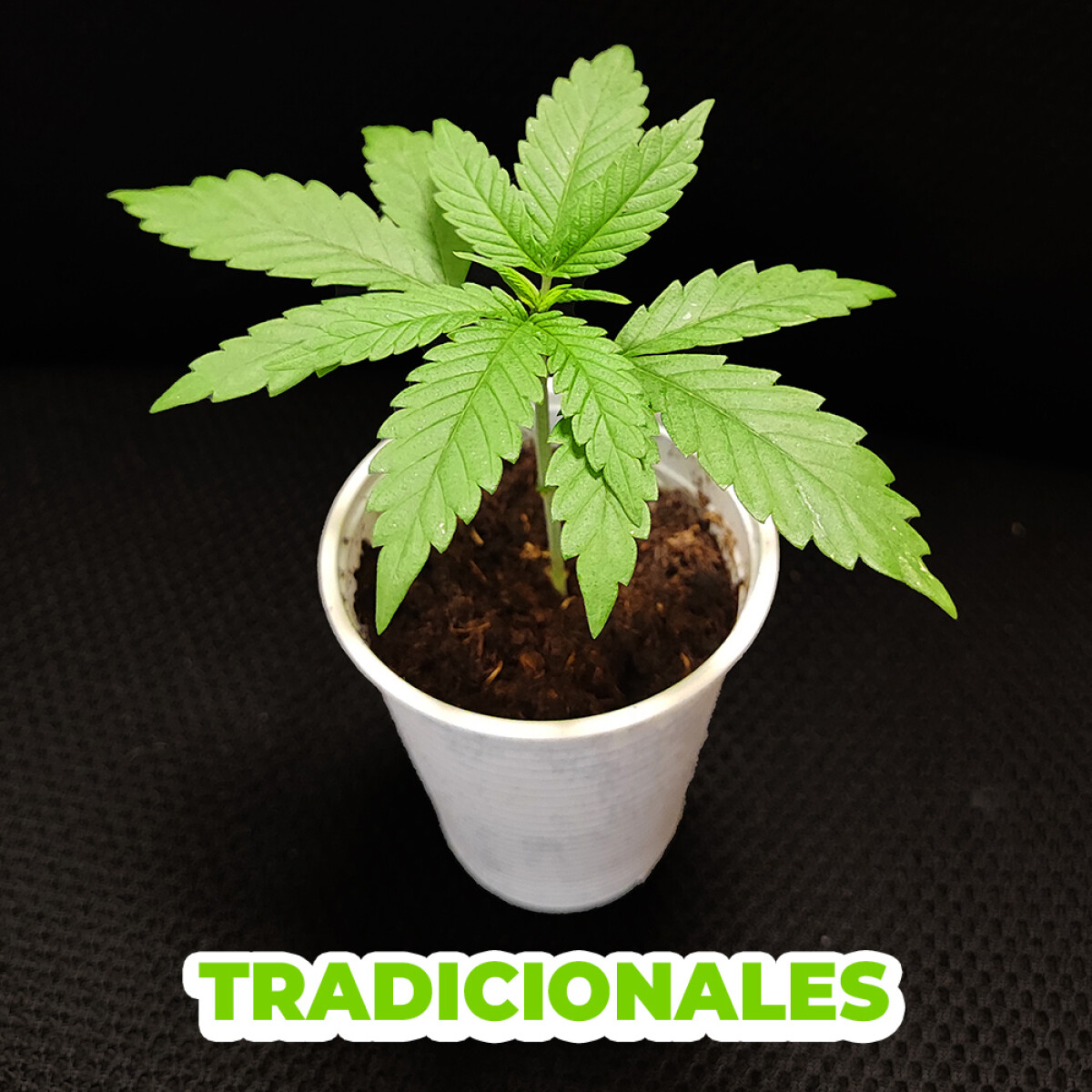 MIX PLANTINES FEM TRADICIONALES - X6 UNIDADES 