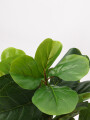 Planta Ficus Lira 110cm Color Unico