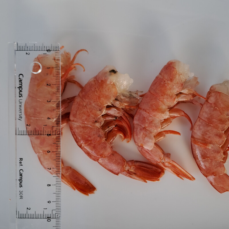 LANGOSTINO SALVAJE SIN CABEZA ARGENTINO 15/25 - 2 KG Langostino Salvaje Sin Cabeza Argentino 15/25 - 2 Kg