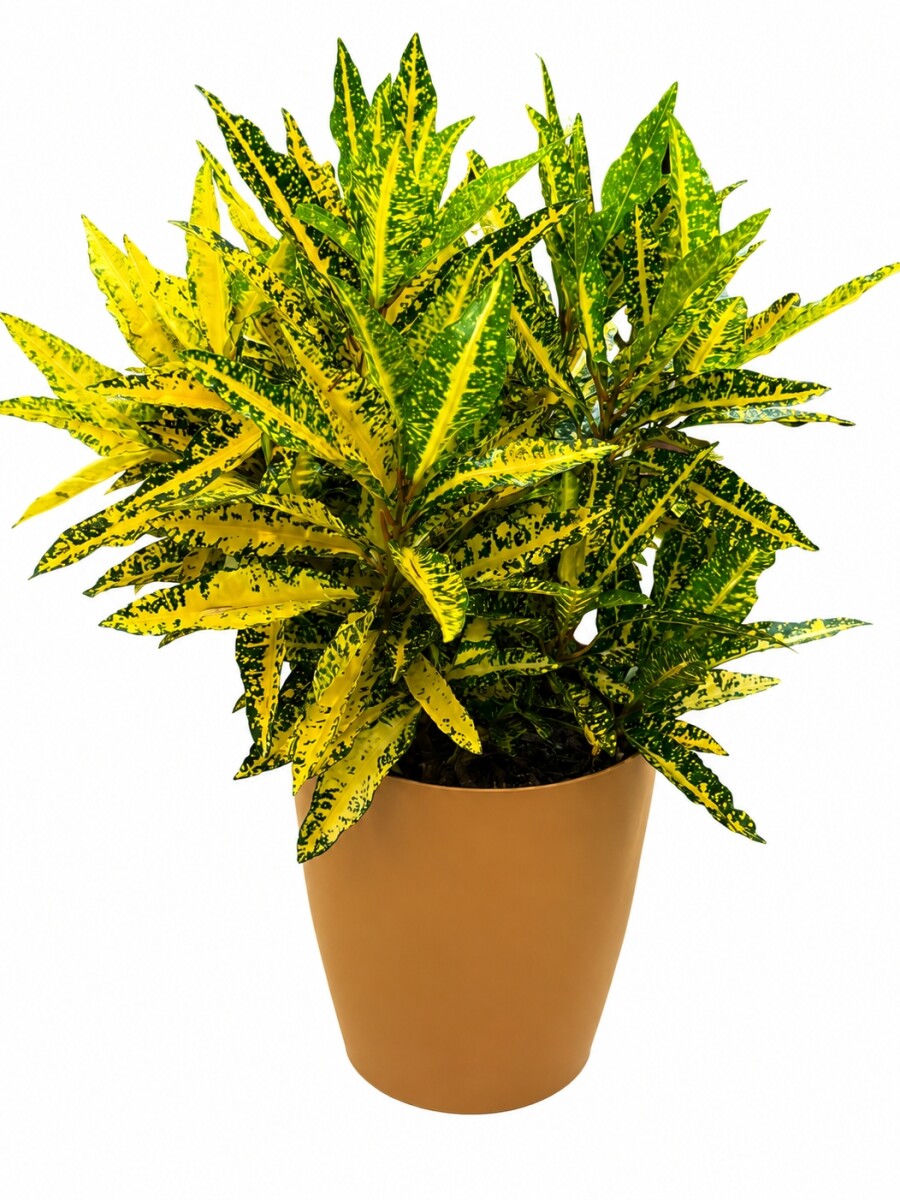 CROTON AMARILLO EN MACETA OCHRE