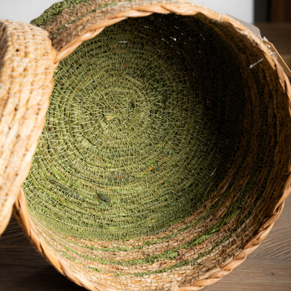 Canasto Agostina, M Canasto Agostina, M