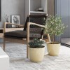 Macetero Premium N22 Beige 19.6cm Alto x 22 Diam Boca, 5,3 lts Macetero Premium N22 Beige 19.6cm Alto x 22 Diam Boca, 5,3 lts